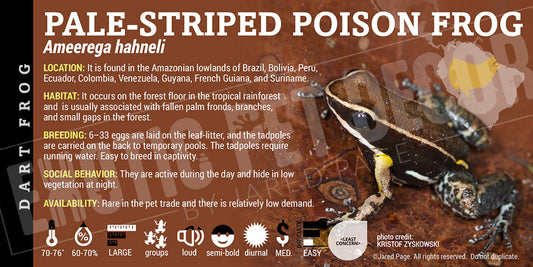 Ameerega hahneli 'Pale Striped Poison Dart Frog Label' Dart Frog Label