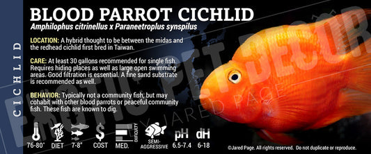 Amphilophus citrinellus 'Blood Parrot Fish'