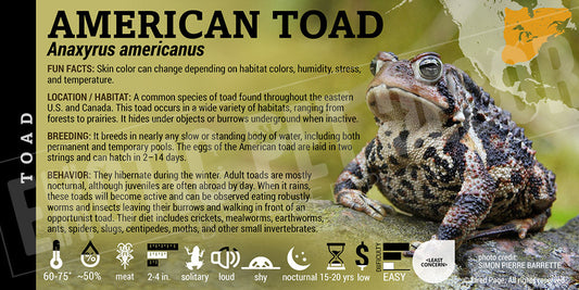 Anaxyrus americanus 'American Toad'