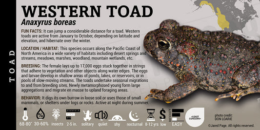 Anaxyrus boreas 'Western Toad'