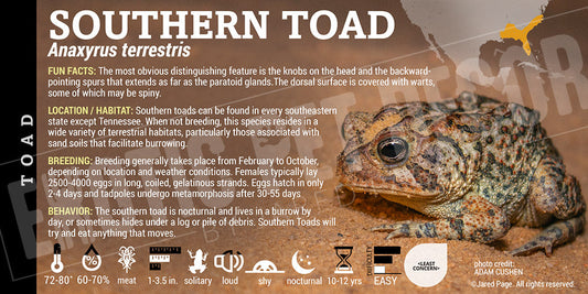 Anaxyrus terrestris 'Southern Toad'