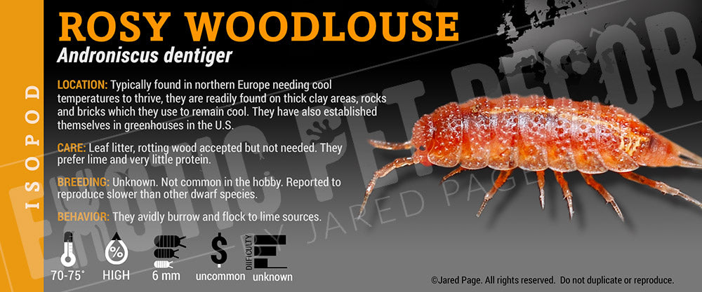 Androniscus dentiger 'Rosy Woodlouse' isopod label