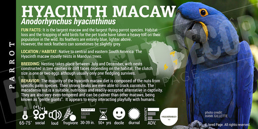 Anodorhynchus hyacinthinus 'Hyacinth Macaw'