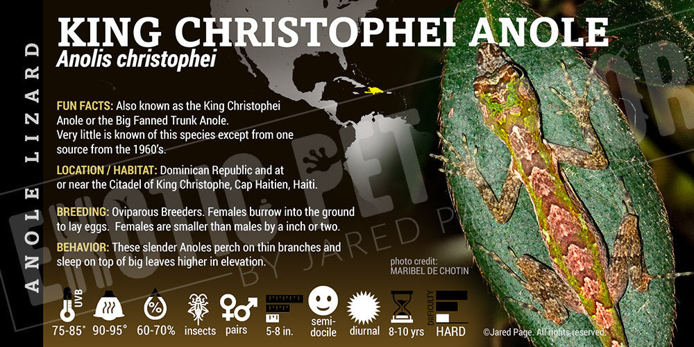 Anoli chrisophei 'King Christophei' Anole