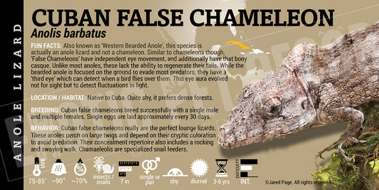 Anolis barbatus 'Cuban False' Chameleon