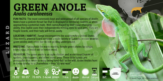 Anolis carolinensis 'Green' Anole