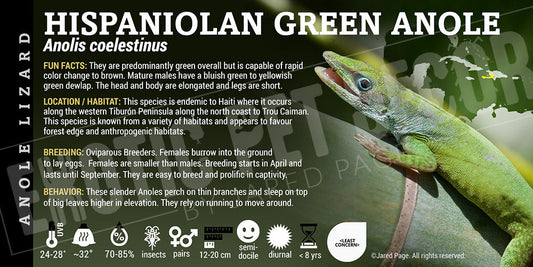 Anolis coelestinus 'Hiapaniolan Green' Anole