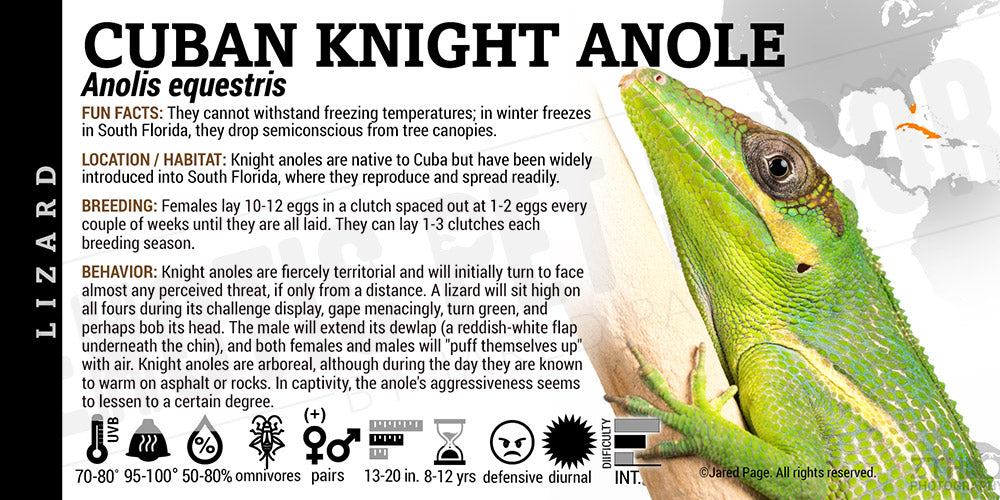 Anolis equestris 'Cuban Knight' Anole