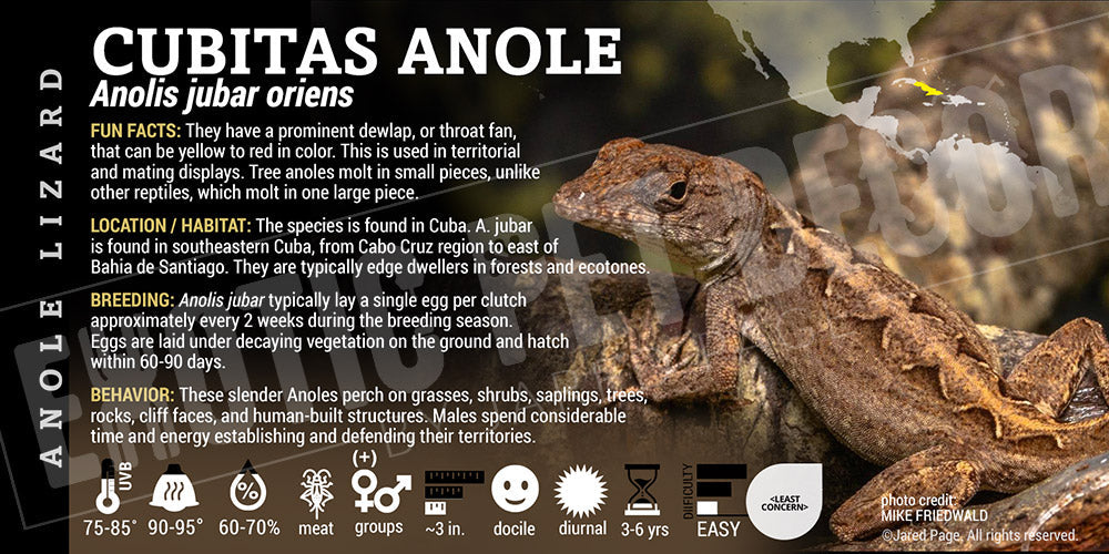 Anolis jubar oriens 'Cubitas' Anole