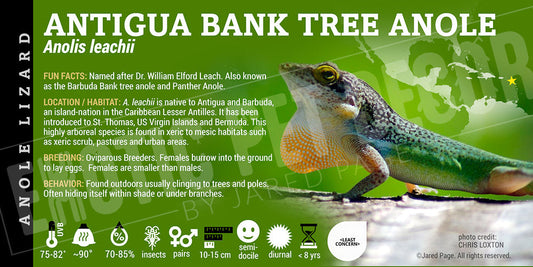 Anolis leachii 'Antigua Bank Tree' Anole