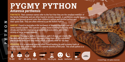 Antaresia perthensis 'Pygmy' Python