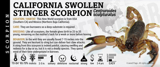 Anuroctonus pococki 'California Swollen Stinger' Scorpion