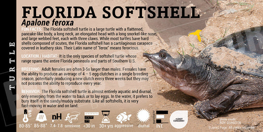 Apalone ferox 'Florida Softshell' Turtle