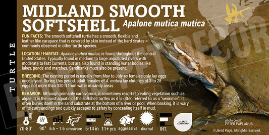 Apalone mutica mutica 'Midland Smooth Softshell' Turtle