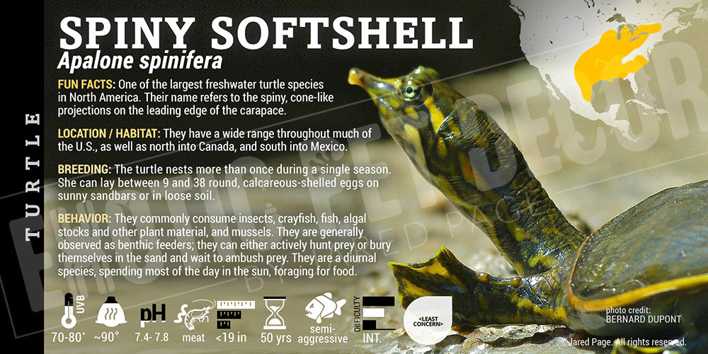 Apalone spinifera 'Spiny Softshell' Turtle