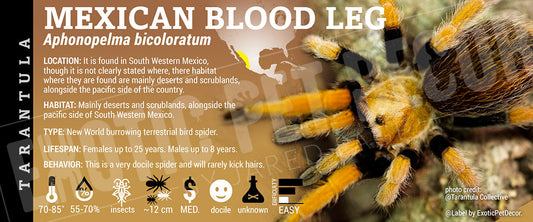 Aphonopelma bicoloratum 'Mexican Blood Leg' Tarantula