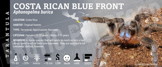 Aphonopelma burica 'Costa Rican Bluefront' Tarantula
