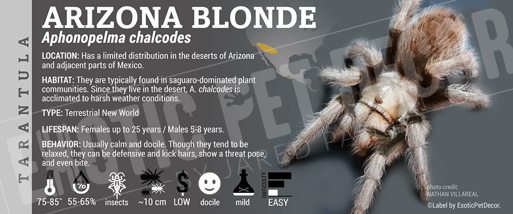 Aphonopelma chalcodes 'Arizona Blonde' Tarantula