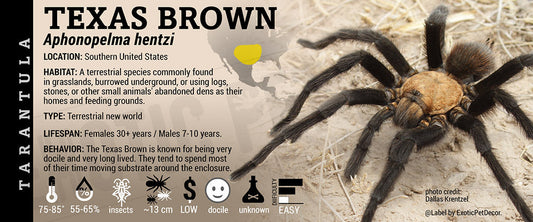 Aphonopelma hentzi 'Texas Brown' Tarantula