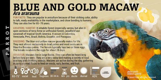 Ara ararauna 'Blue And Gold Macaw'