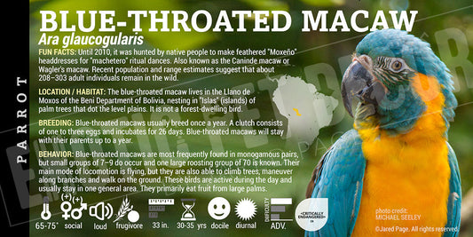 Ara glaucogularis 'Blue Throated Macaw'