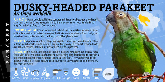 Aratinga weddellii 'Dusky Headed Parakeet'