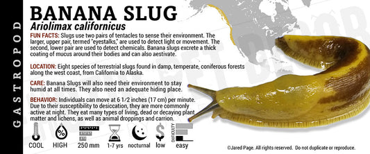 Ariolimax californicus 'Banana' Slug