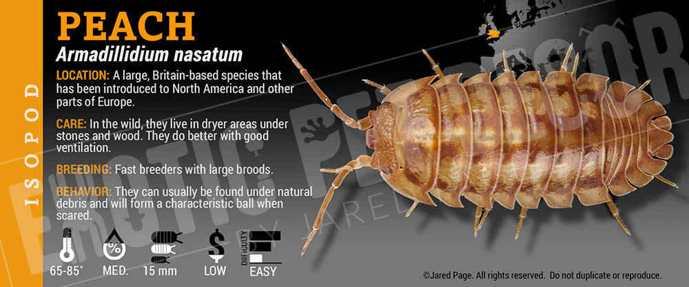 Armadillidium nasatum 'Peach' isopod label