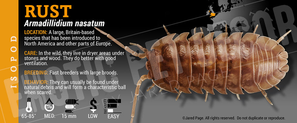 Armadillidium nasatum 'Rust' isopod label