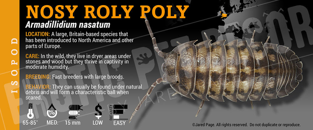Armadillidium nasatum 'Wild' isopod label