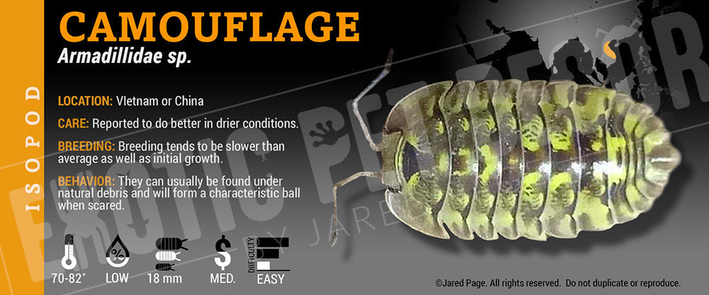 Armadillidium sp 'Camouflage' isopod label