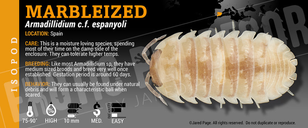 Armadillidium c.f. espanyoli 'Marbleized' isopod label