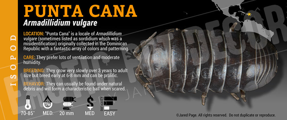 Armadillidium vulgare 'Punta Cana' isopod label