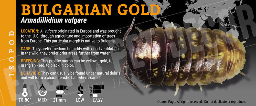Armadillidium vulgare 'Bulgarian Gold' isopod label