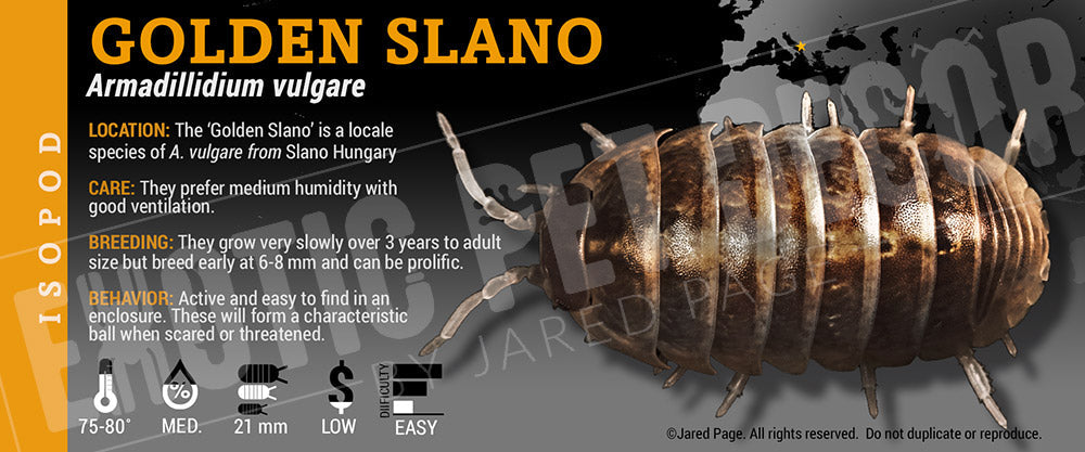 Armadillidium vulgare 'Golden Slano' isopod label