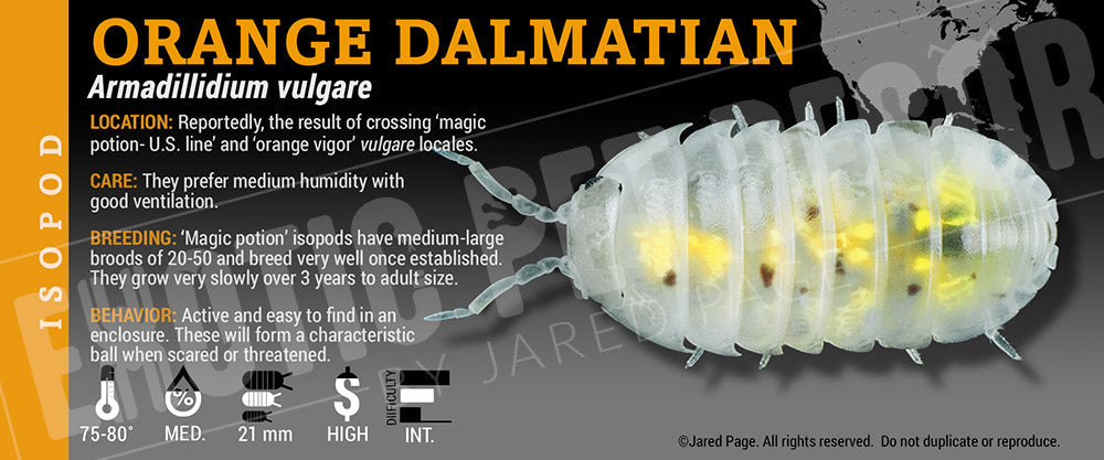 Armadillidium vulgare 'Orange Dalmatian' isopod label