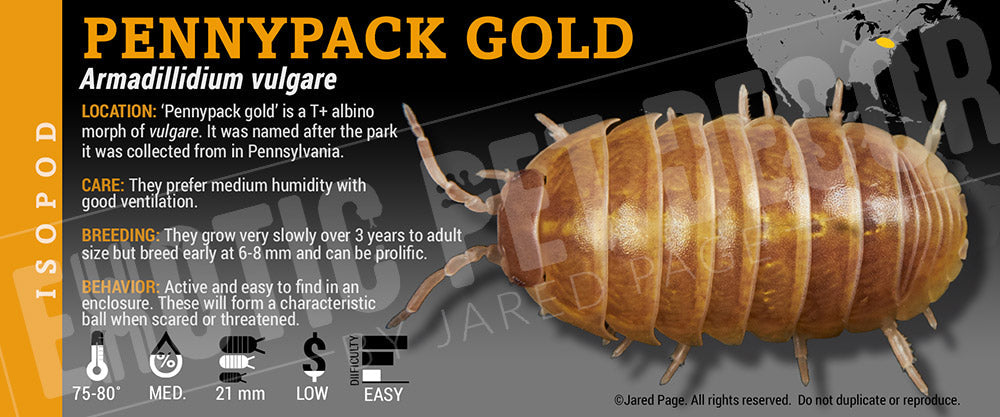 Armadillidium vulgare 'Penny Pack Gold' isopod label
