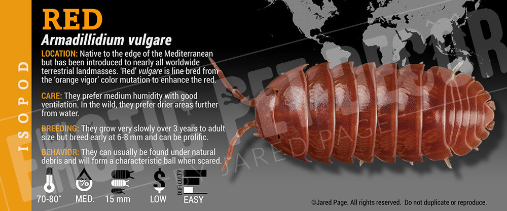 Armadillidium vulgare 'Red' isopod label