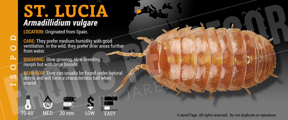 Armadillidium vulgare 'St Lucia' isopod label