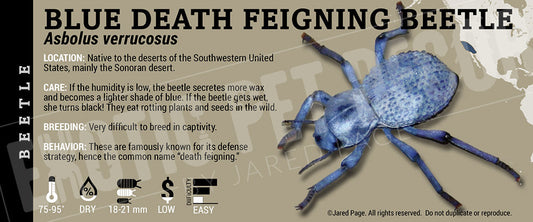Asbolus verrucosus 'Blue Death Feigning' Beetle