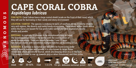Aspidelaps lubricus 'Cape Coral' Cobra