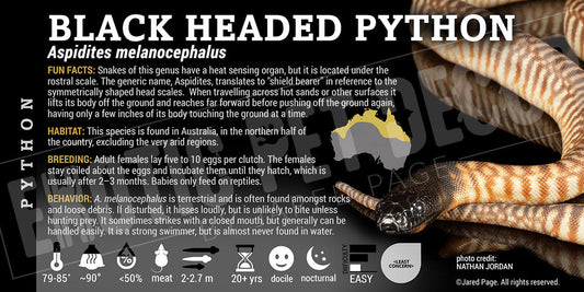 Aspidites melanocephalus 'Black Headed' Python