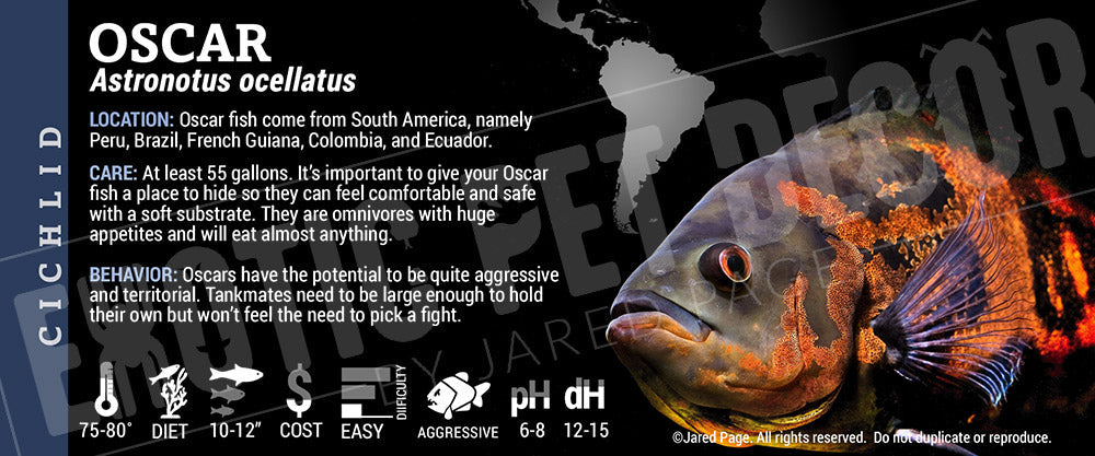 Astronotus ocellatus 'Oscar Fish'