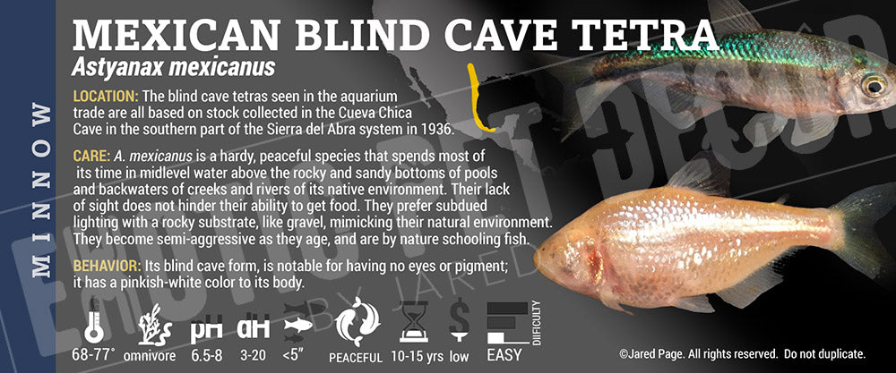 Astyanax mexicanus 'Mexican Blind Tetra' Fish