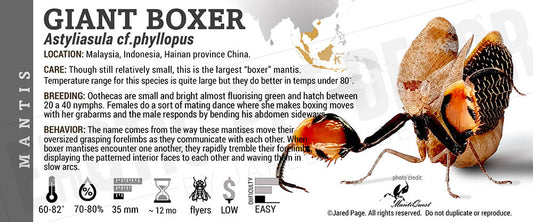 Astyliasula phyllopus 'Giant Boxer' Mantis