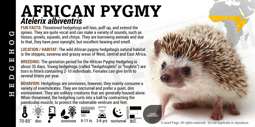 Atelerix albiventris 'African Pygmy Hedgehog' Cards and Enclosure