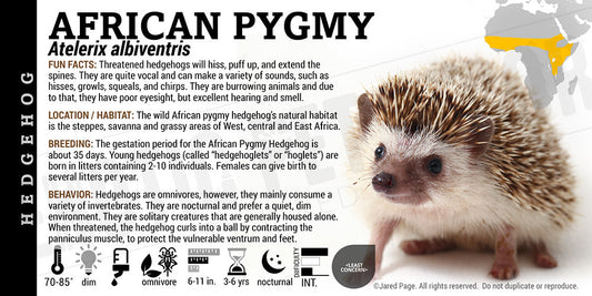 Atelerix albiventris 'African Pygmy Hedgehog'