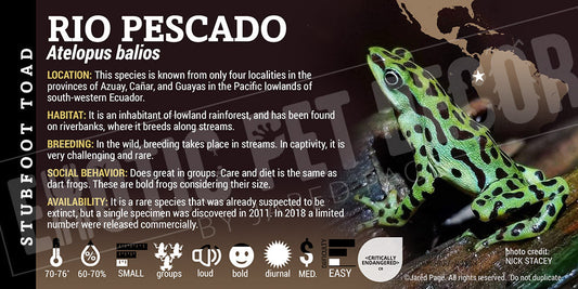Atelopus balios 'Rio Pescado Stubfoot Toad' Dart Frog Label