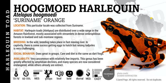 Atelopus hoogmoedi 'Orange' Dart Frog Label