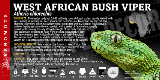 Atheris chlorechis 'West African Bush' Viper